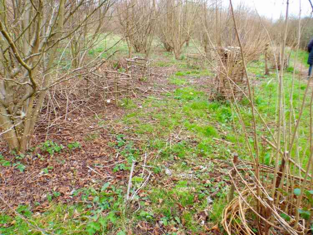 Protecting new saplings from Muntjac deer