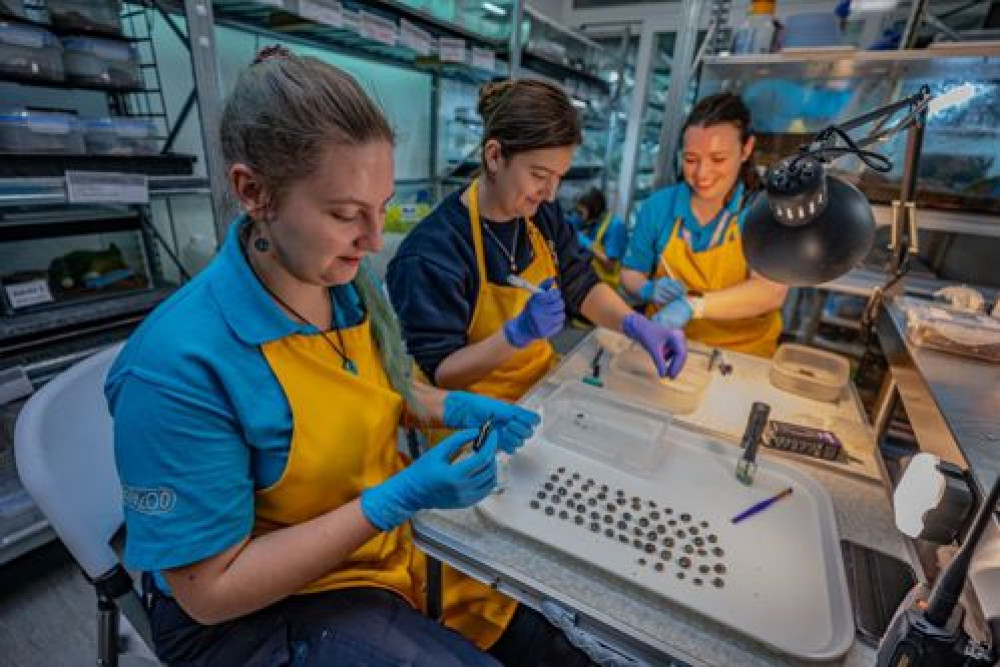 Sixty snails were flown to Chester Zoo, where invertebrate experts worked to establish a unique breeding programme (Image via: Chester Zoo)