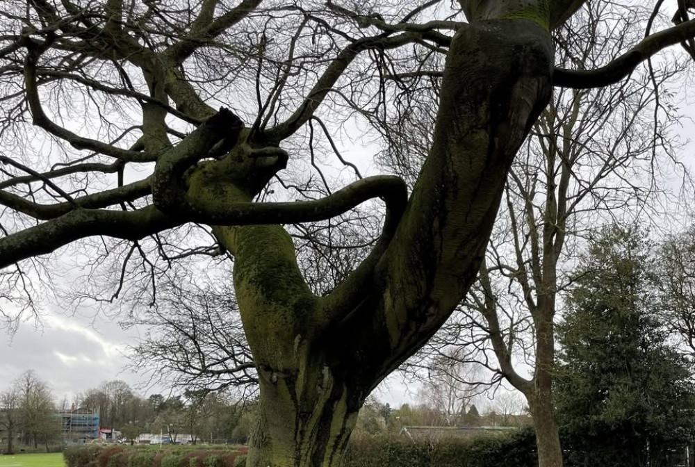 The diseased beech tree at the Bath Grounds. Photos: Ashby de la Zouch Town Council