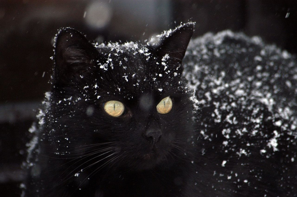 Cats Protection has issued tips for keeping cats and kittens safe during the cold snap. (Photo: Cats Protection)