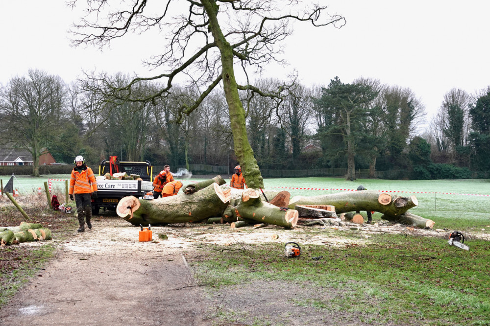 The tree was felled at the Bath Grounds in Ashby on Wednesday. Photos: Ian Retson