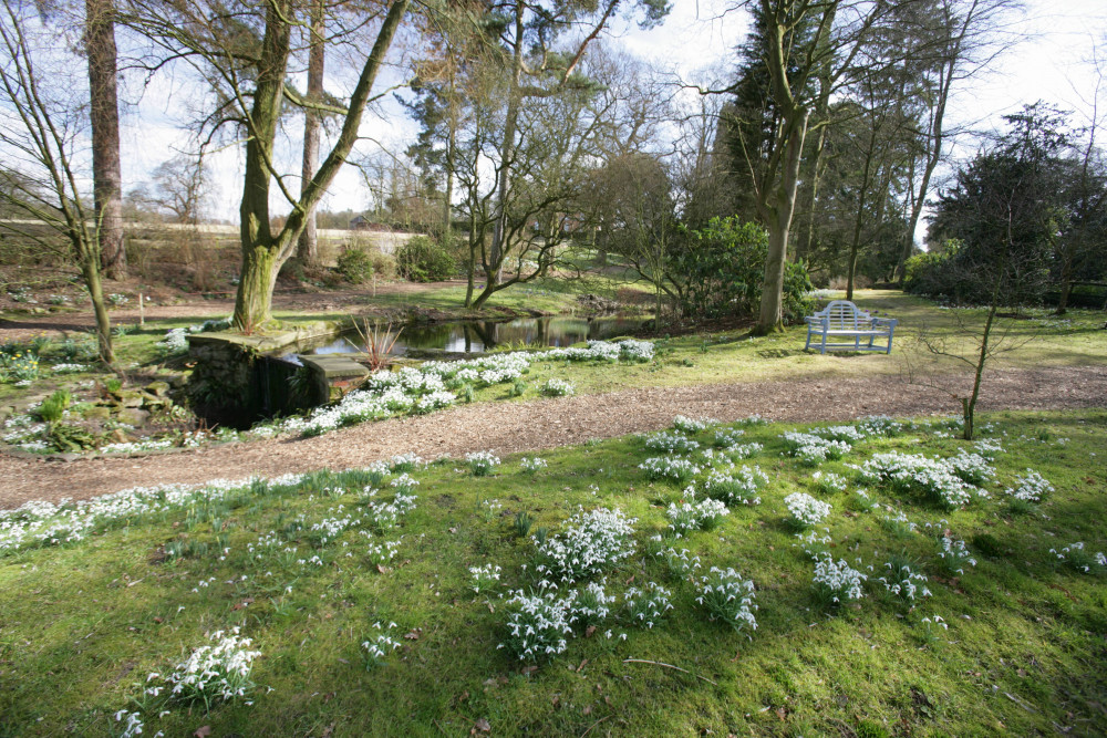 Snowdrop Walk Snowdrop Walk