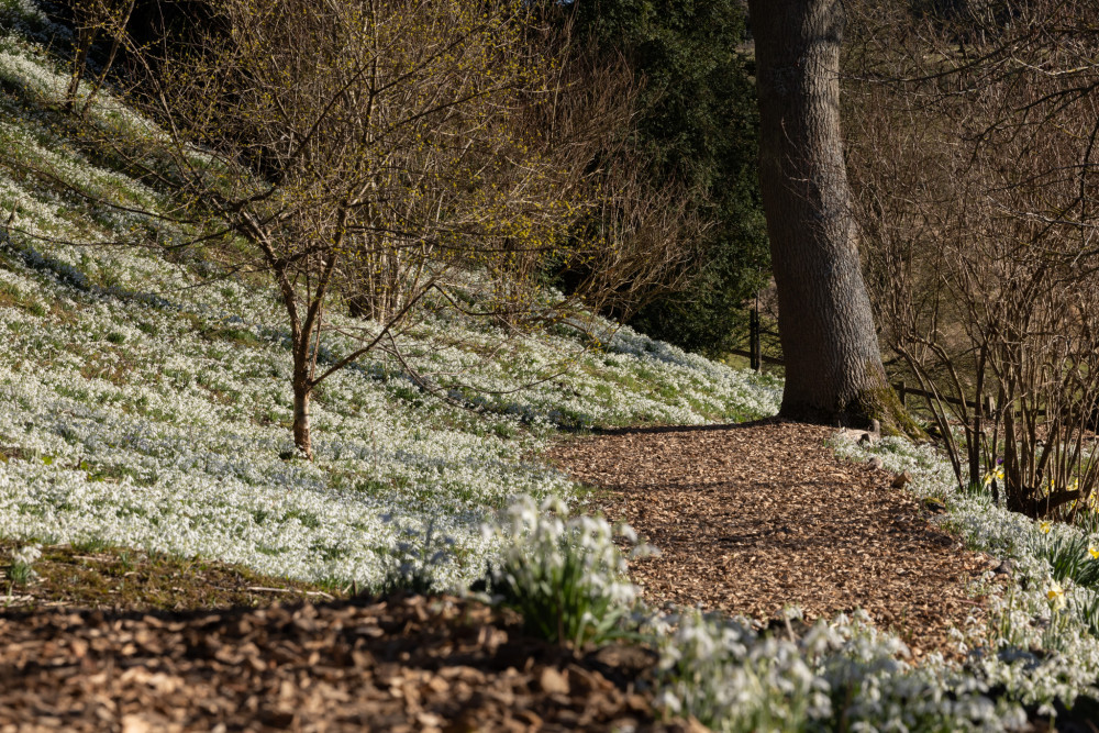 Snowdrop Season 2025