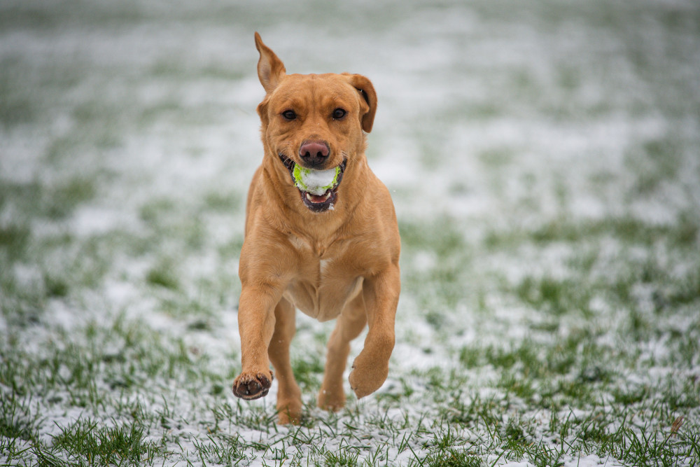 A dog enjoying a game of fetch in a public space, where new control measures may be introduced following a public consultation.