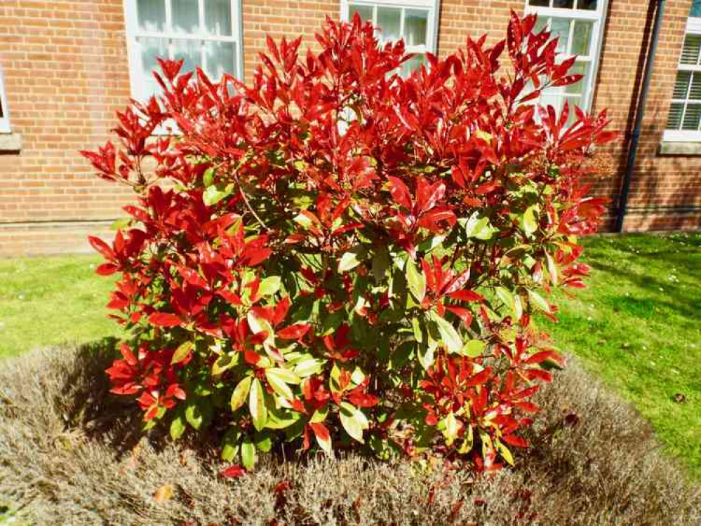 Caption: Here is our very own Burning Bush in Shotley Gate, but what is this plant's real name? Let us know.