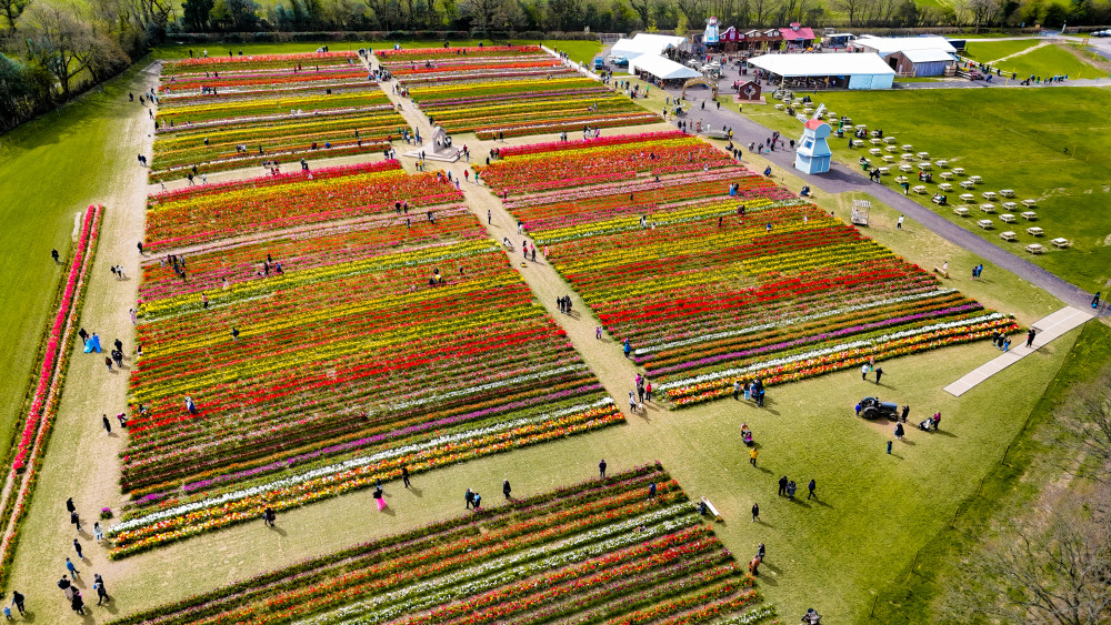 Tulleys Tulip Garden opens spring 2025 at Hatton Country World (image via Tulleys)