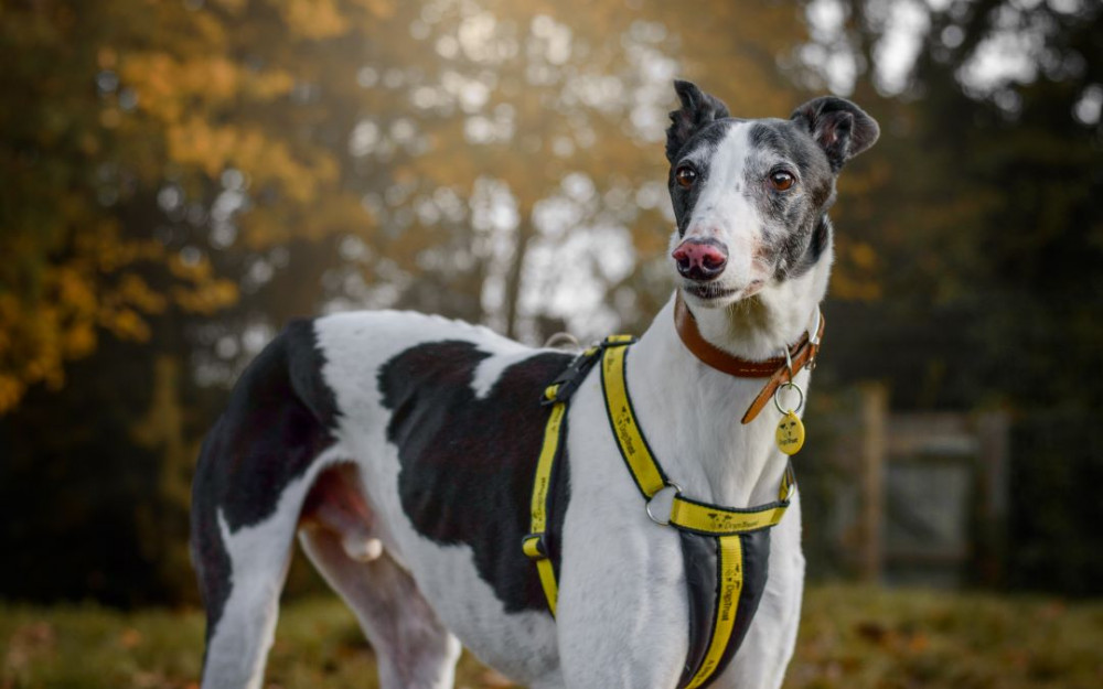 Barnes the Lurcher at Dogs Trust Kenilworth (image via Dogs Trust)