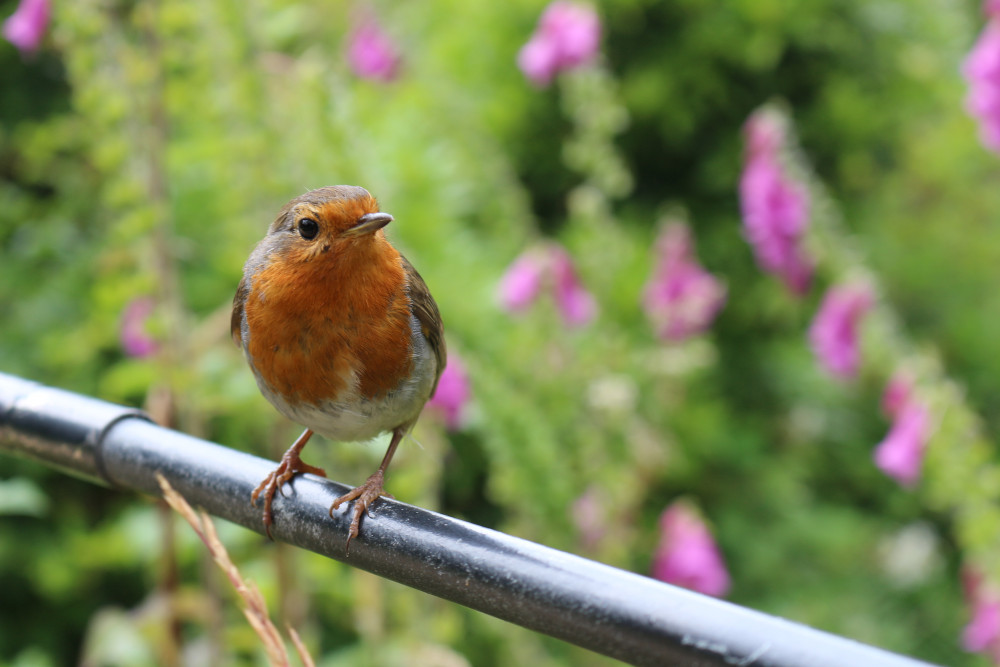 The worlds largest garden wildlife survey is set to take place later this week (Wilmslow Nub News).