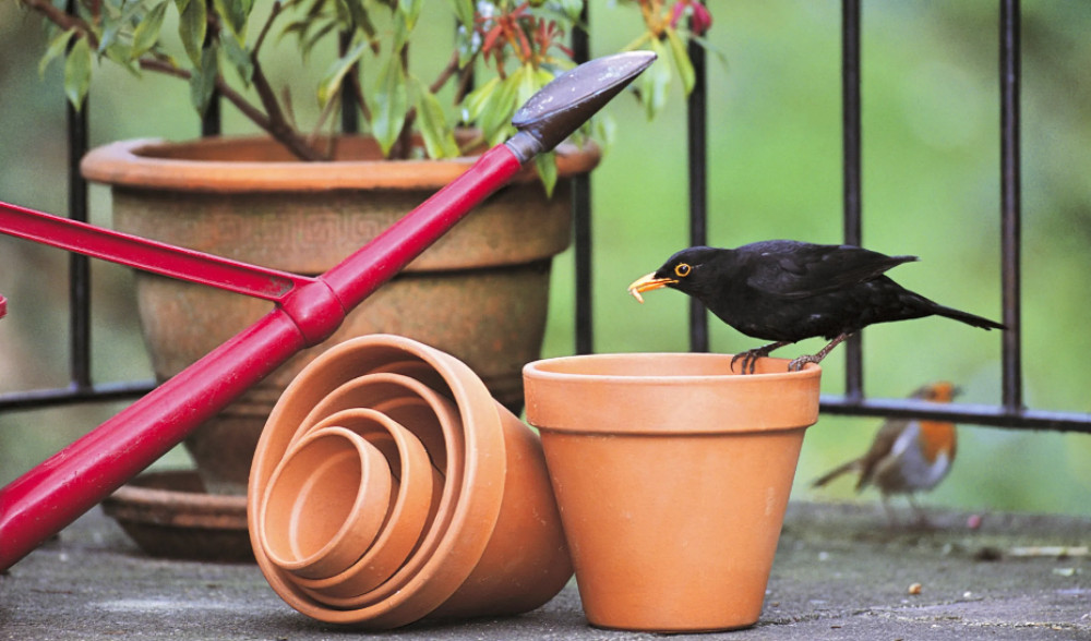 The RSPB is holding it's annual Big Garden Birdwatch this weekend to monitor bird populations across the UK (Photo: RSPB)