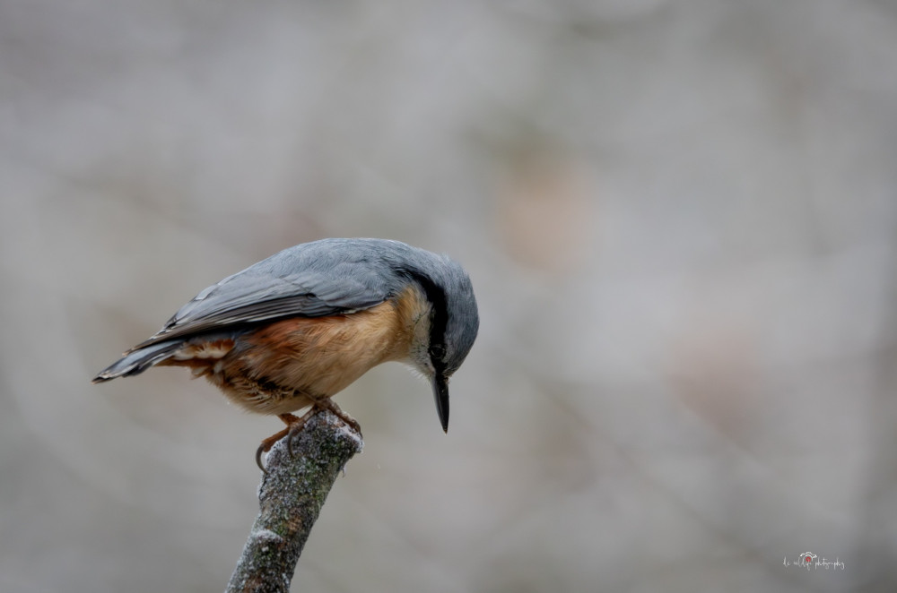 Help document Stockport's birdlife as part of the RSPB's 'Big Garden Birdwatch' this weekend (Image - Darren Cook / DLC Wildlife Photography)