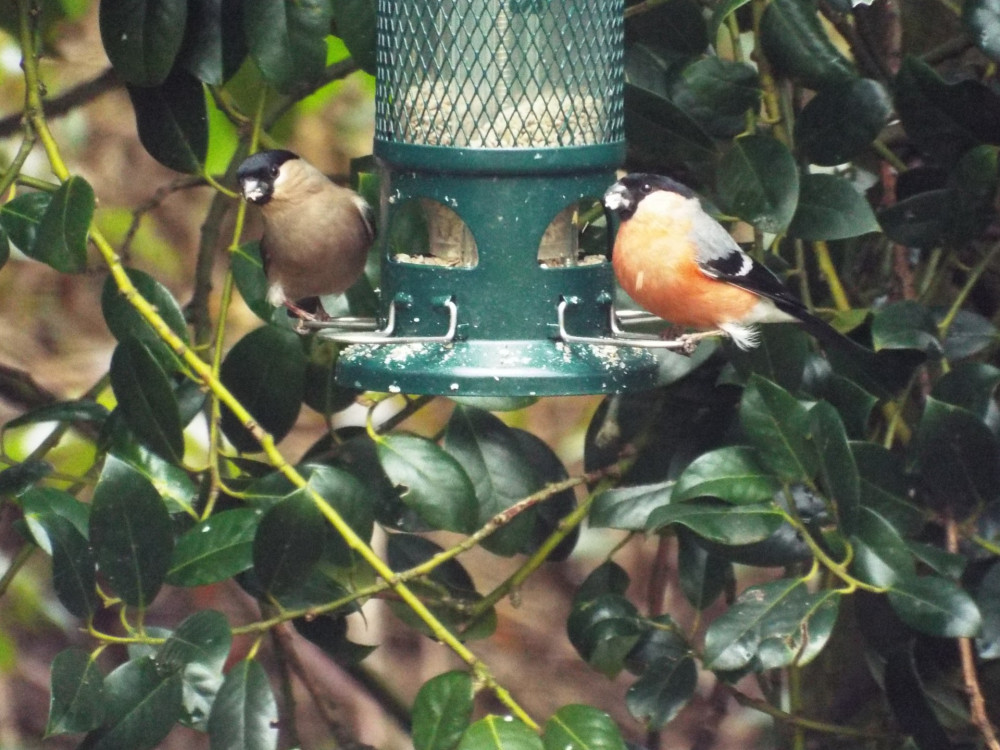 Help document Alsager birdlife as part of the RSPB's 'Big Garden Birdwatch' this weekend. (Image - David Harrison) 