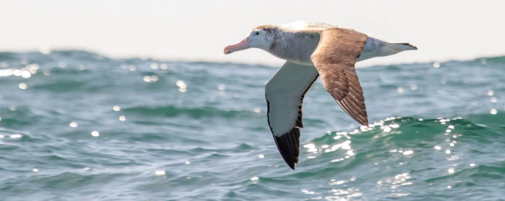 Global Birdfair 2025 will hold a focus on conservation, education and an opportunity for likeminded bird-lovers to meet (Photo: Birdfair)