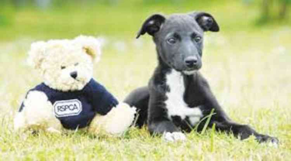 RSPCA have saved 205 animals in Suffolk alone since lockdown