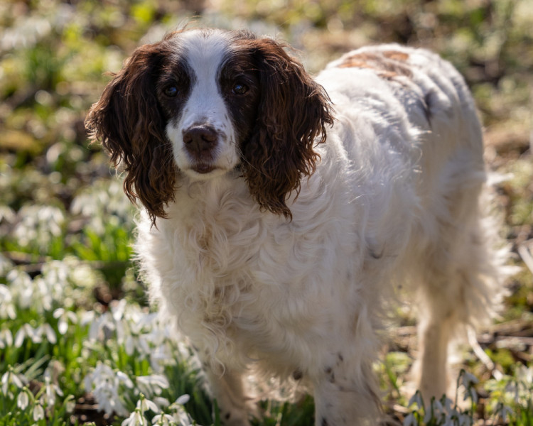 Dog Days at Easton Walled Gardens