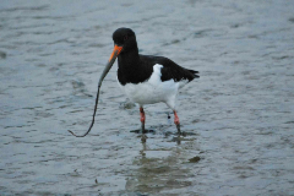 Wild wetland bird walk Wild wetland bird walk
