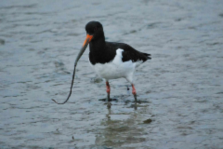 Wild wetland bird walk