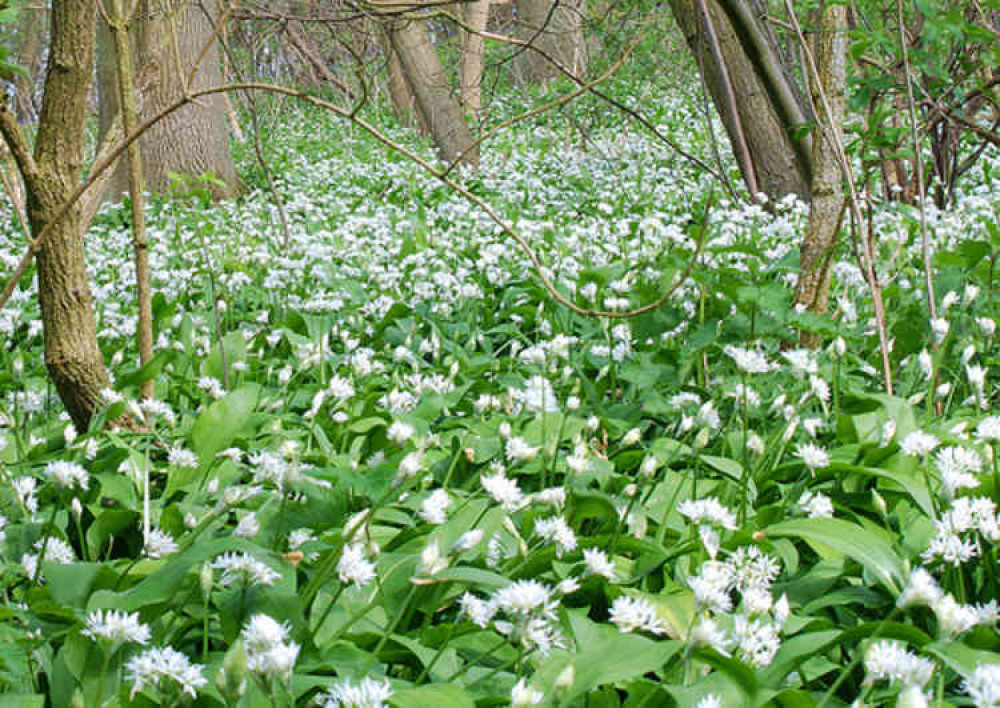 Wild garlic to ward off evil