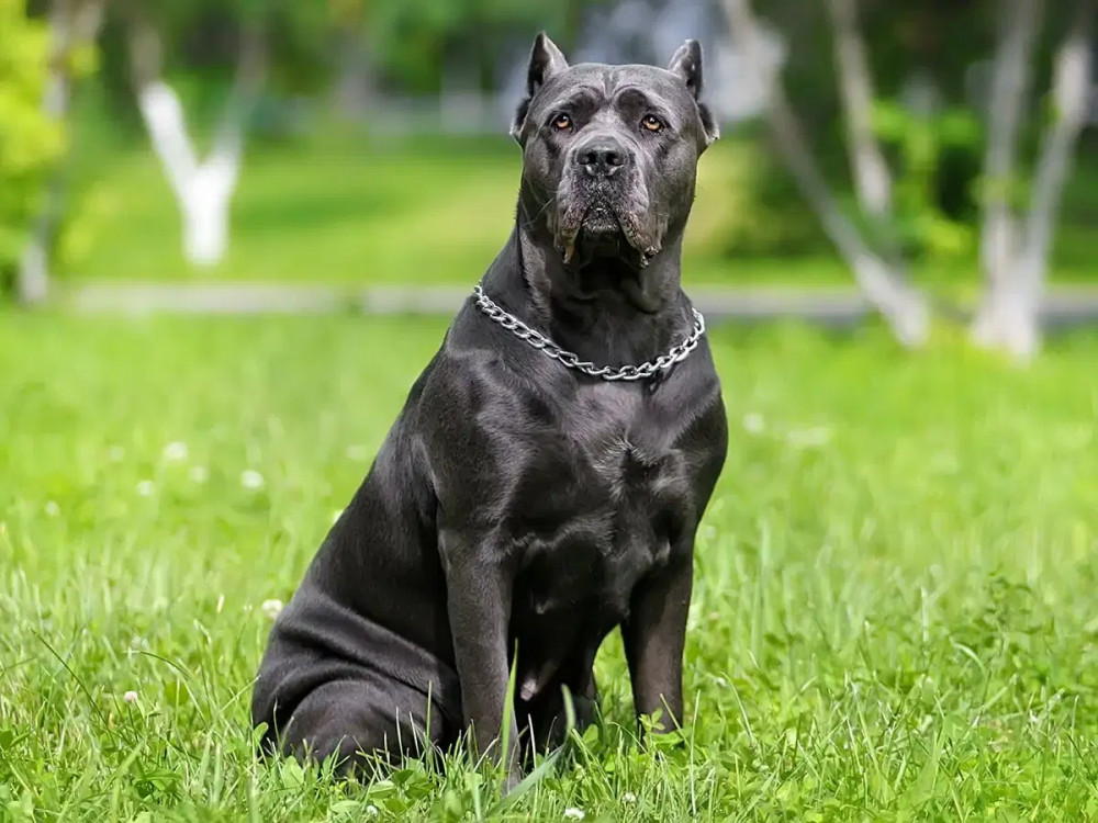 A Cane Corso.