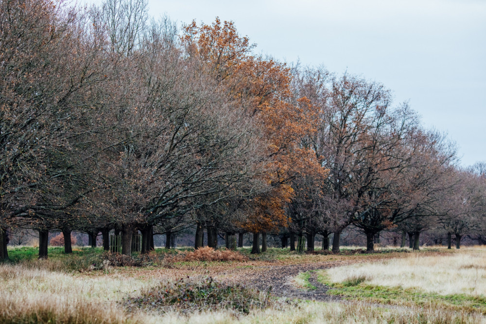 The Royal Parks Police patrol Richmond Park (Credit: Richmond Council)