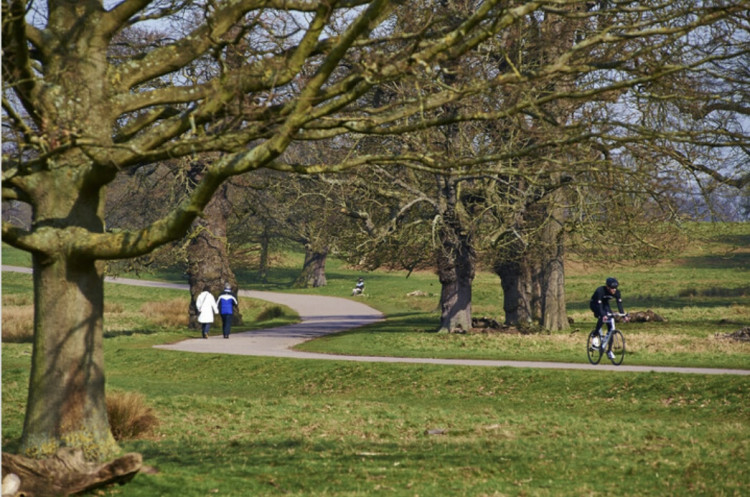 Teddington Rugby Club beat the London Scottish Lions in Bushy Park on Saturday (Credit: The Royal Parks)