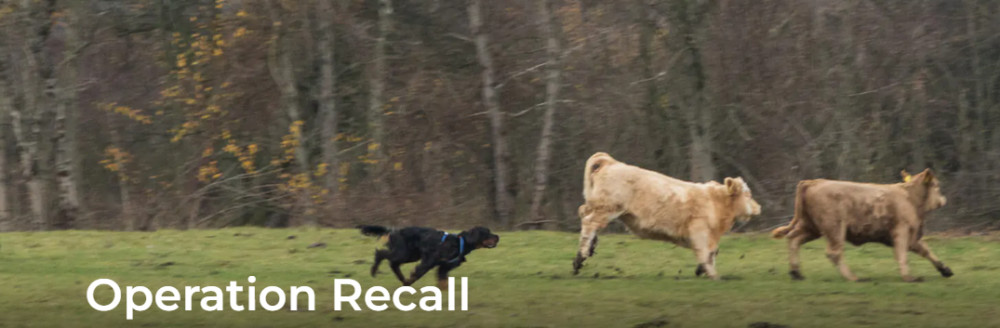 "Operation Recall" Police are reminding dog owners in Hertfordshire of the importance of keeping their pets under control in rural areas and farmland, to avoid incidents of livestock worrying.