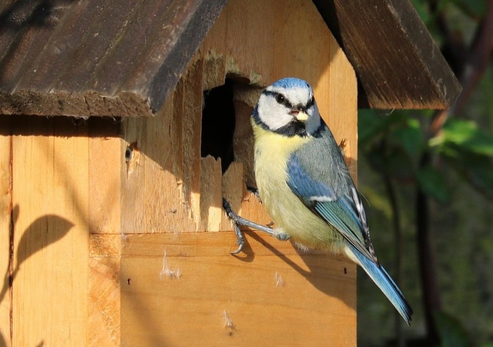 Learn how to make a bird box this weekend at the Repair Cafe (Credit: Pixabay)