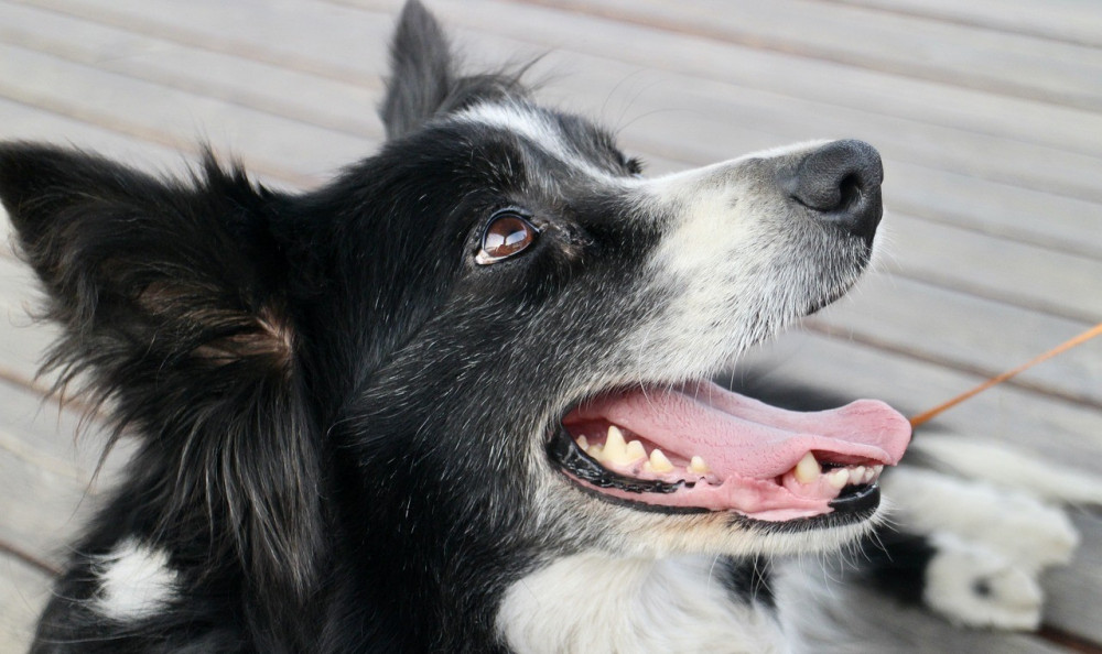 Police are looking for the owner of a dog, possibly a border collie, that bit a child (Credit: Pixabay)