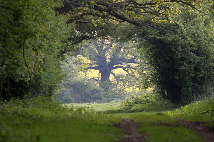 Spring Tree Walk