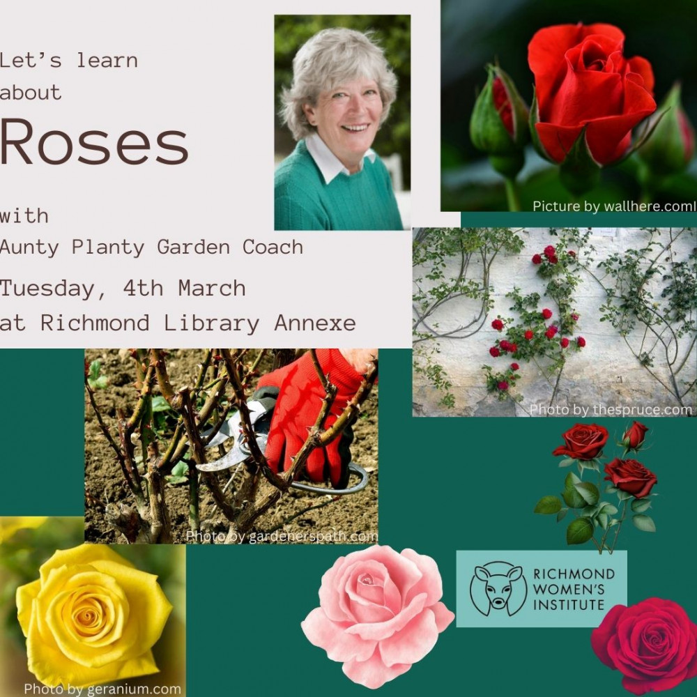 Talk about Roses: history, planting and pruning Talk about Roses: history, planting and pruning