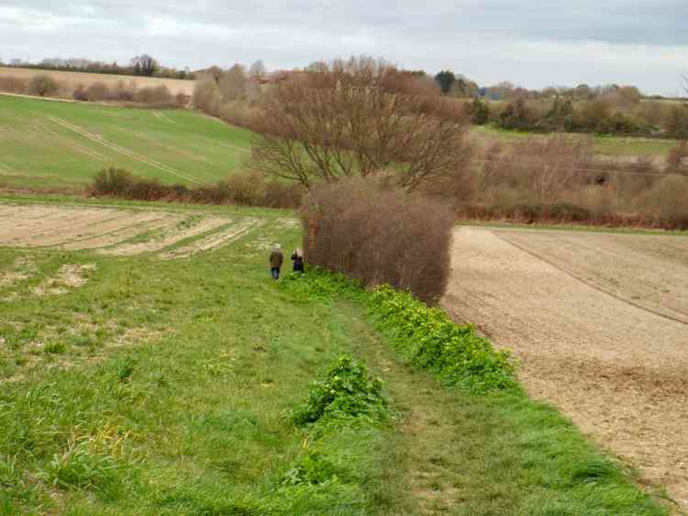 More tree planting in places like Golden Wood promised by Babergh