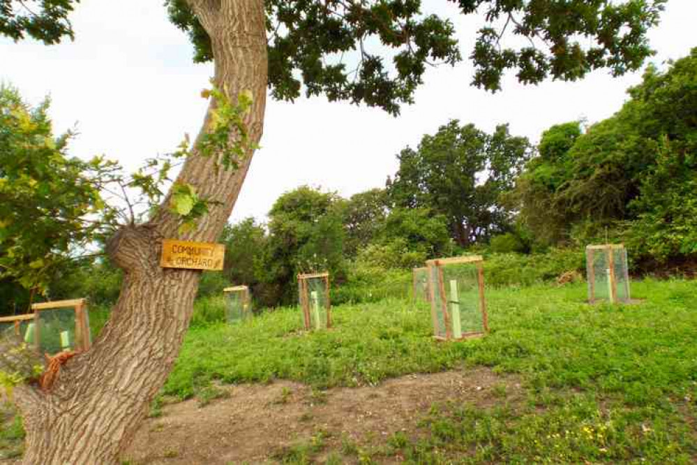 Shotley Community Orchard