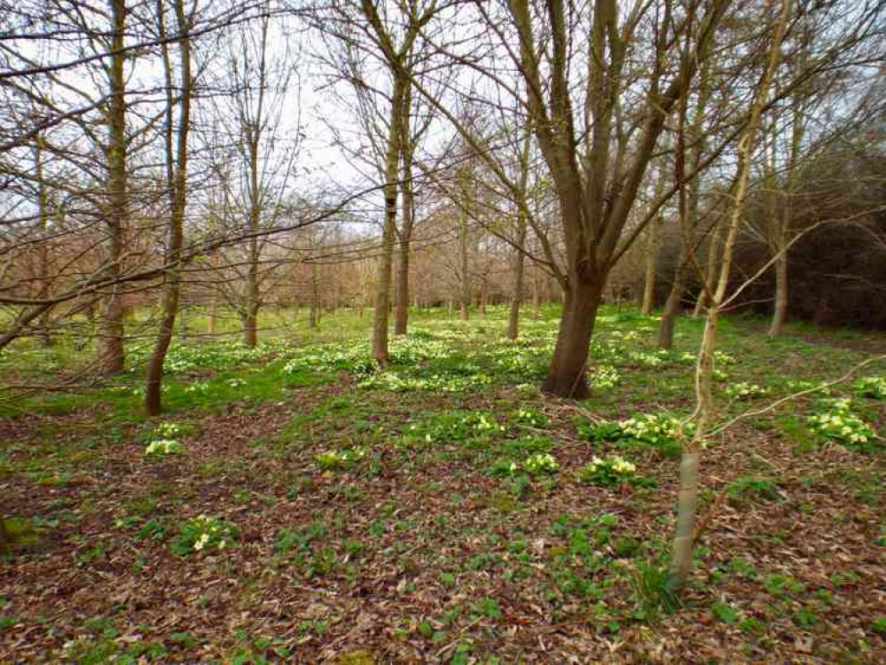 Babergh to plant even more trees on the Shotley peninsula