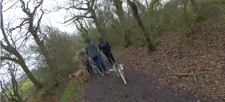 Essex Police arrest people suspected of hare coursing.