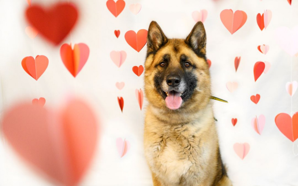 Dogs Trust Kenilworth has launched a Valentine's Day appeal (image via Dogs Trust)