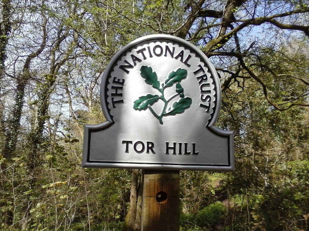 Tor Hill Wood in Wells 