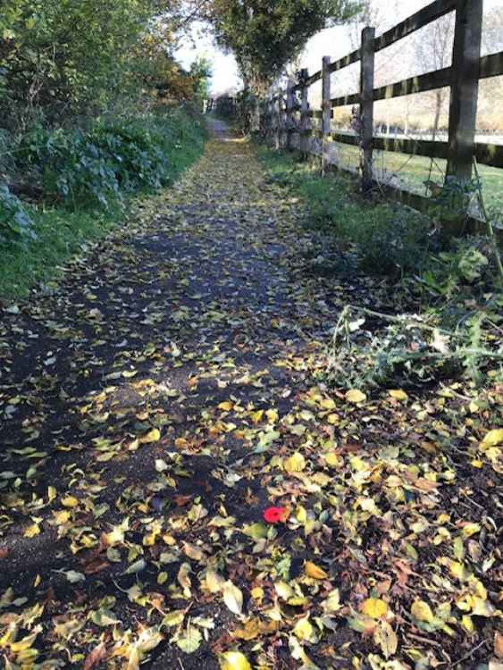 Autumn leaves (Picture: Karen Smith)