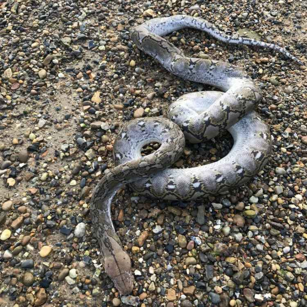 Python discovered by river Orwell (Picture: RSPCA)