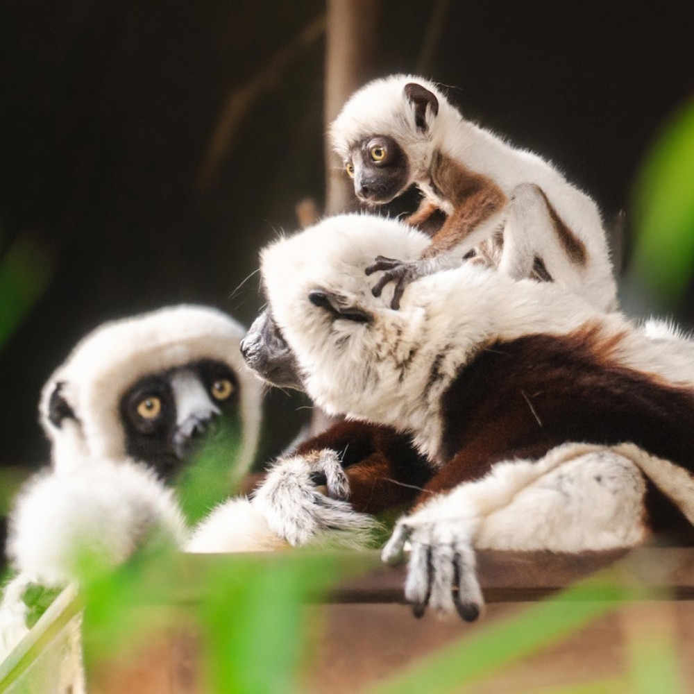 Sifakas stand perfectly upright, using their powerful legs to spring side to side along the forest floor (Image via: Chester Zoo)