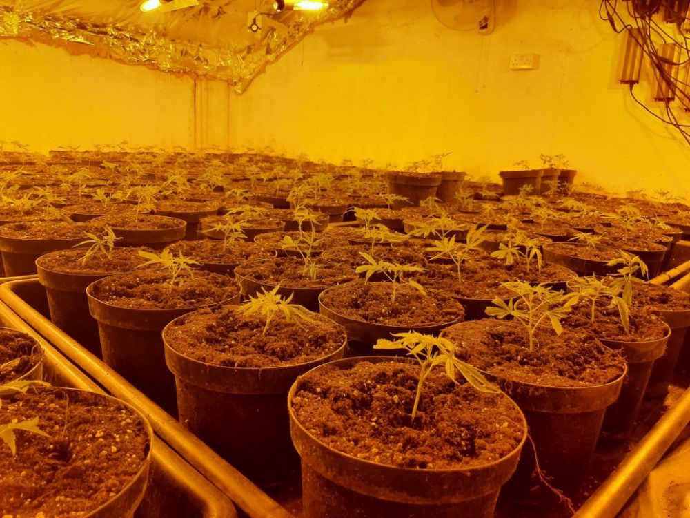 Police arrest man after seizing 1,304 cannabis plants in Shepton Mallet during Operation Mille.