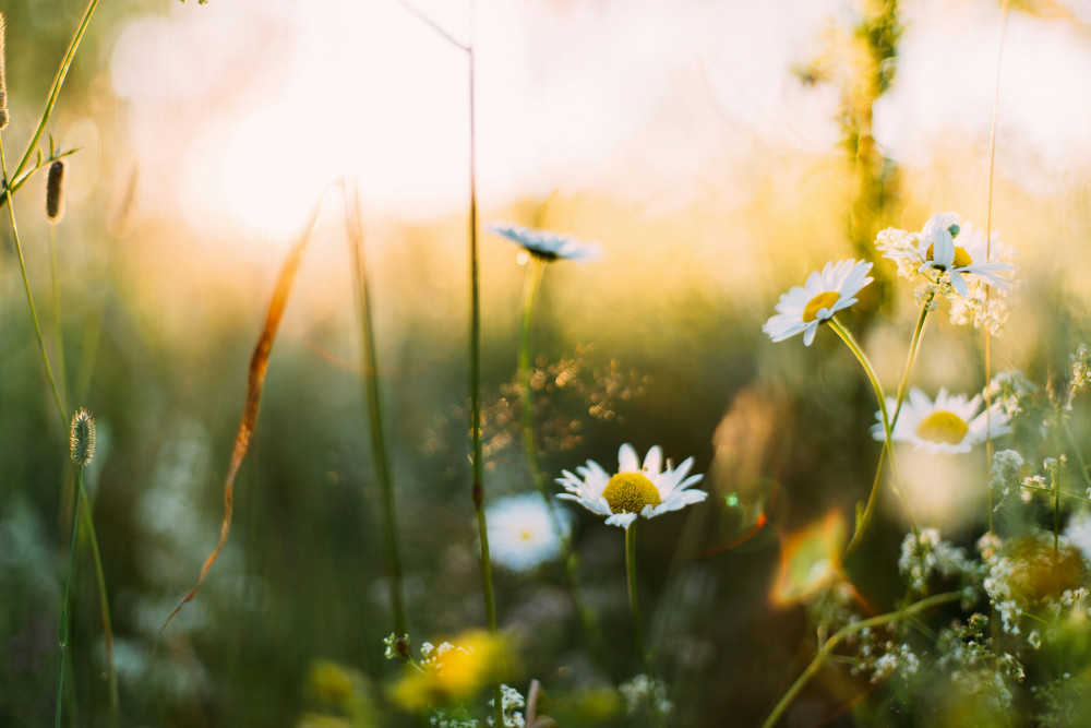 Spring Equinox Women's Circle