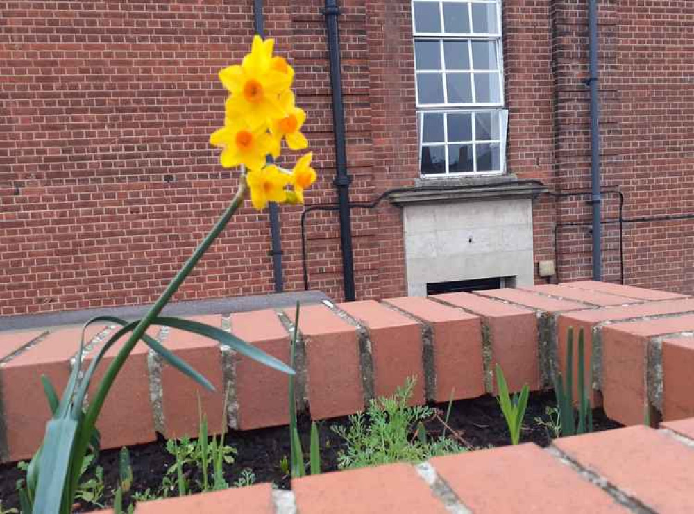 Is this the first daffodil to bloom on the Shotley peninsula in 2021