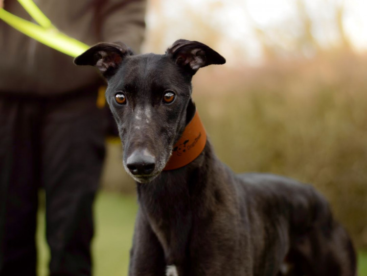 Terrific Terry at Dog's Trust Kenilworth (image via Dog's Trust)