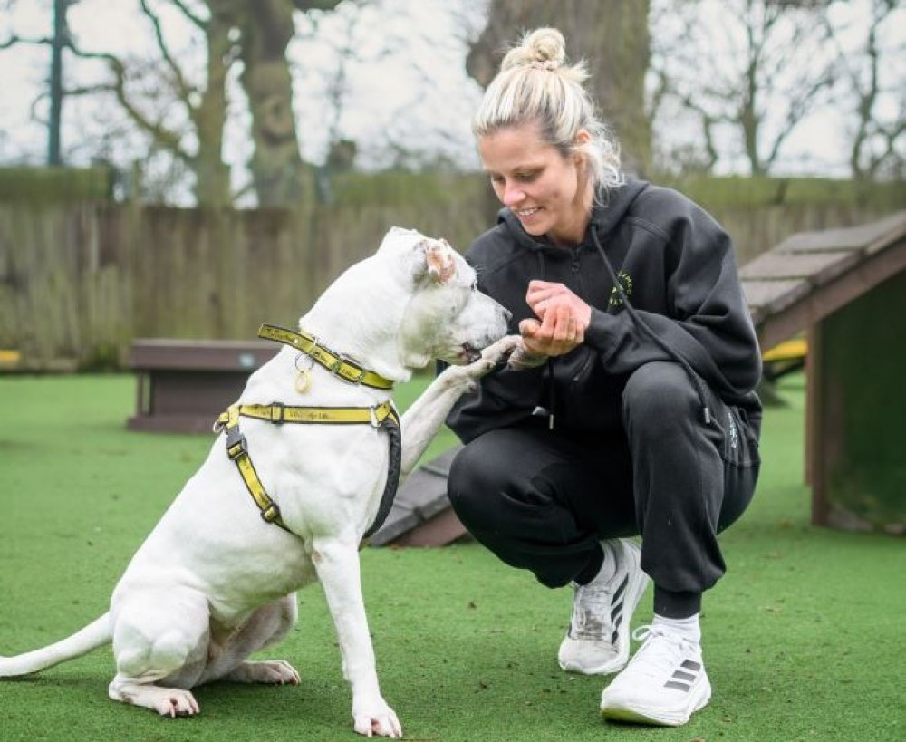 Rachel Daly and Dotty at Dogs Trust Kenilworth (image via Dogs Trust)