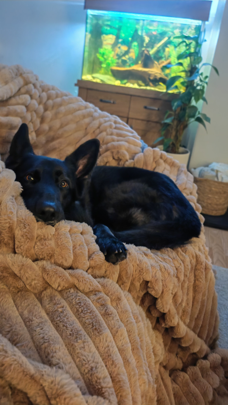 Natalie Gauci set up a GoFundMe to support her beloved German Shepherd, Loki, who has been diagnosed with soft tissue sarcoma (Image-supplied).