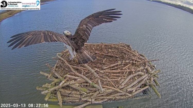 Rutland Osprey Season is off to a flying start as two females fight for a popular nesting spot (Photo: LRWT)