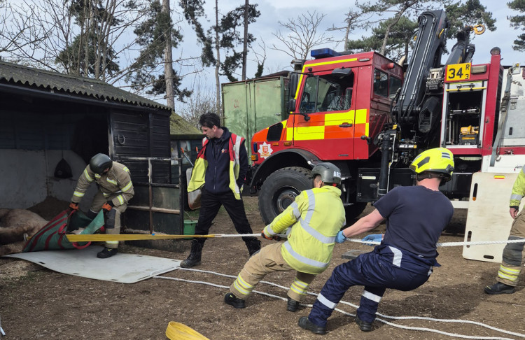 Firefighters pulled the horse out of the stable so she could be lifted.