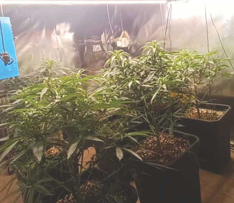 A cannabis farm has been discovered in Macclesfield (Credit: Cheshire Police)