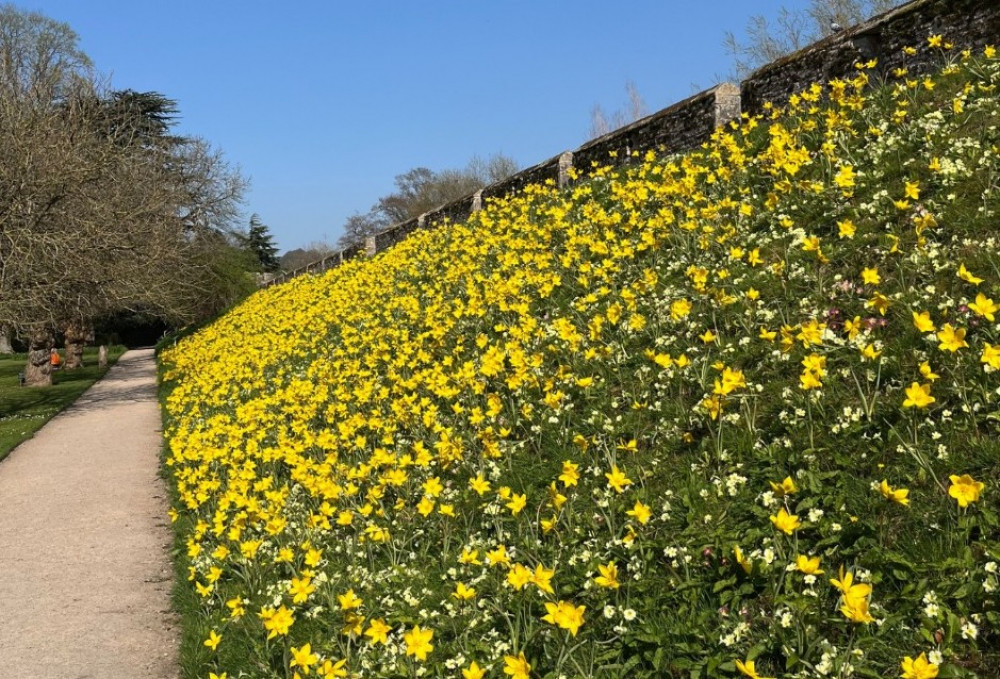 Wells' Bishop’s Palace Gardens burst with over 40,000 tulips in April hues. Wells' Bishop’s Palace Gardens burst with over 40,000 tulips in April hues.