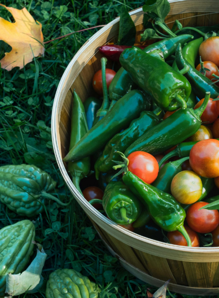 OSO Dining Room: Grown in SW13