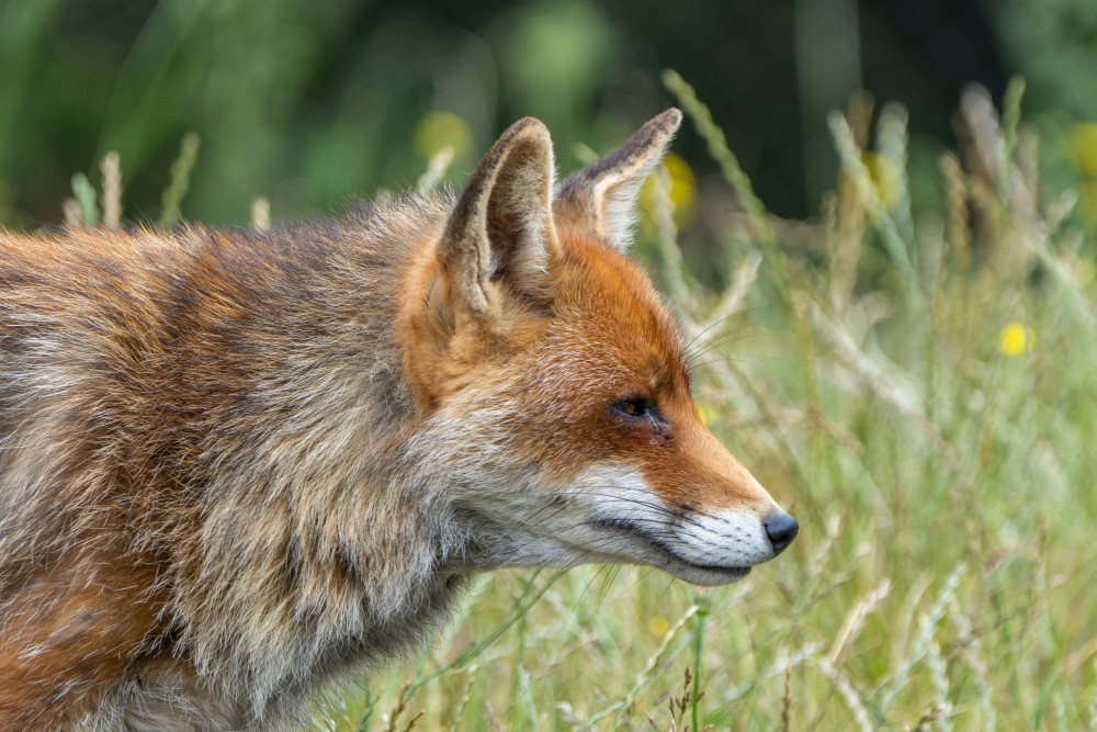Somerset ranks third in England and Wales for suspected illegal fox hunting as revealed by League Against Cruel Sports data from August 2024 to March 2025. Somerset ranks third in England and Wales for suspected illegal fox hunting as revealed by League Against Cruel Sports data from August 2024 to March 2025.